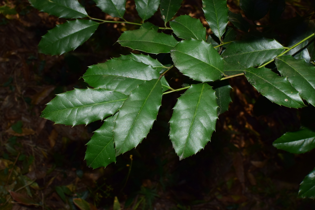 Ilex centrochinensis