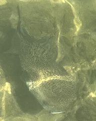 Diodon hystrix
