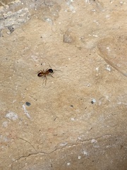 Camponotus sansabeanus