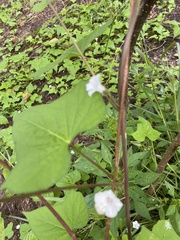 Ipomoea lacunosa