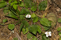 Viola adenothrix