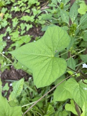 Ipomoea lacunosa