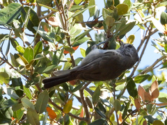 Baeolophus inornatus