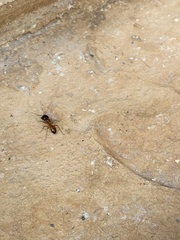 Camponotus sansabeanus