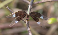Neurothemis tullia