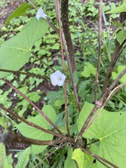 Ipomoea lacunosa