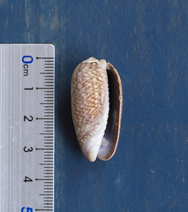 Oliva mustelina