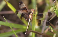 Neurothemis tullia