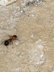 Camponotus sansabeanus