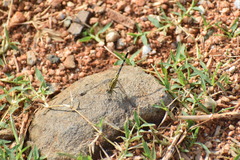 Diplacodes trivialis