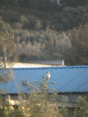 Lanius sphenocercus