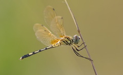Trithemis pallidinervis