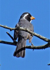 Saltator aurantiirostris