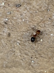 Camponotus sansabeanus