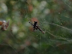 Cyrtophora citricola