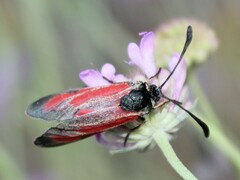 Zygaena erythrus