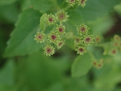 Ageratina herbacea
