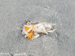 Emerita analoga