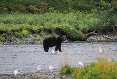 Ursus arctos sitkensis