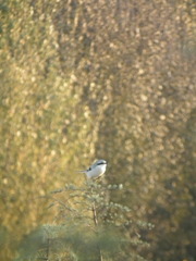 Lanius sphenocercus