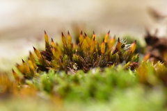 Orthotrichum