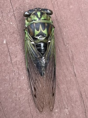 Neotibicen linnei