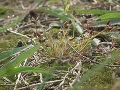 Fimbristylis bisumbellata