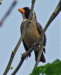 Saltator aurantiirostris
