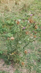 Cirsium