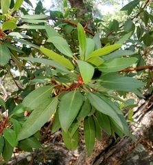 Arbutus arizonica