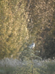 Lanius sphenocercus