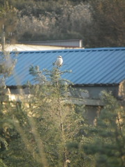 Lanius sphenocercus
