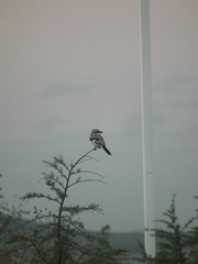 Lanius sphenocercus