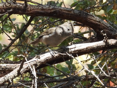 Baeolophus inornatus
