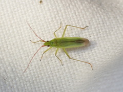 Trigonotylus caelestialium