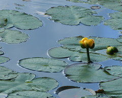 Nuphar advena