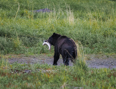 Ursus arctos sitkensis
