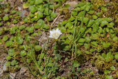 Gentiana flavomaculata