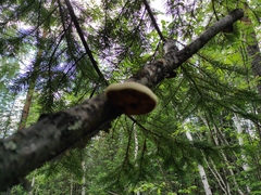 Abies sibirica