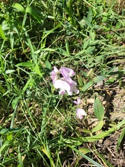 Lathyrus latifolius