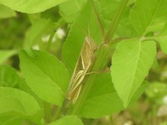 Stenocatantops mistshenkoi