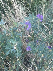 Medicago sativa
