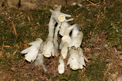 Monotropastrum humile glaberrimum