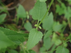 Ageratina herbacea