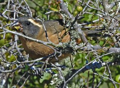 Saltator aurantiirostris