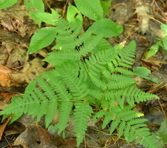 Pteridium aquilinum latiusculum