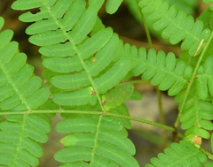 Pteridium aquilinum latiusculum