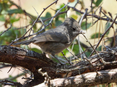 Baeolophus inornatus