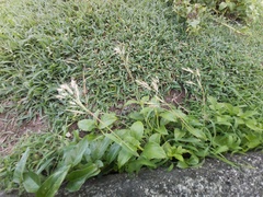 Capillipedium kwashotensis