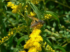Spilomyia alcimus